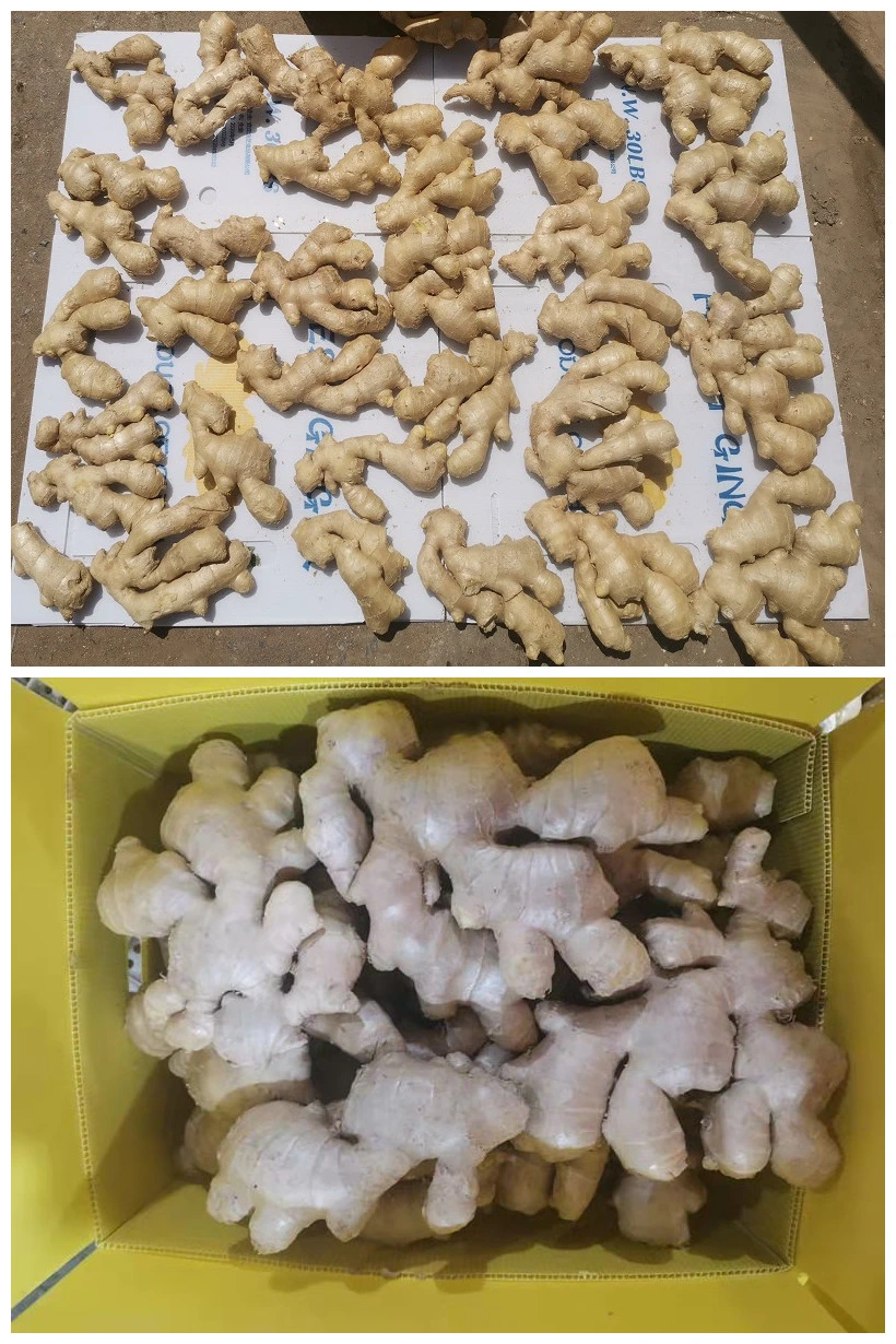 Air-Dried Ginger (100g; 150g; 200g; 250g; 300g; 350g)