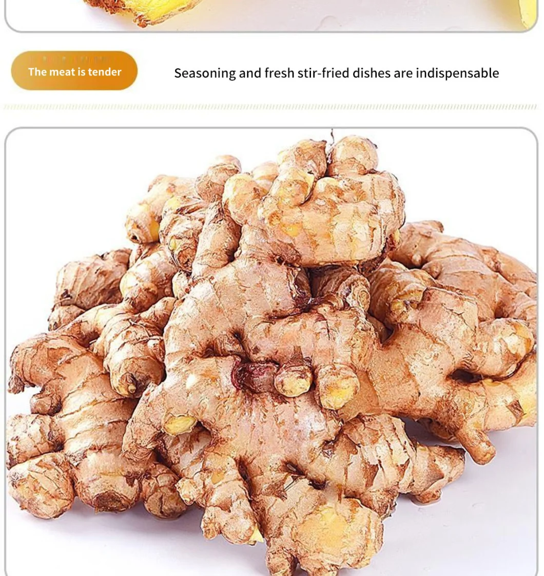 Ginger High Quality Dried Ginger New Crop Wholesale Cheap Price Carton Trade Assurance Dried Ginger Organic Ginger Sliced Pickled Ginger