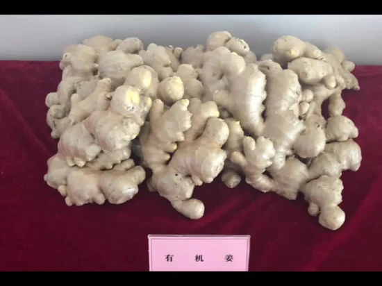 New Crop High Quality Fresh Air Dried Ginger Food From China Shandong