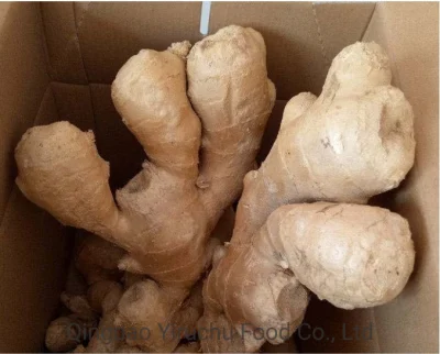 China Ginger Dry Ginger Chinese Ginger Air-Dried Ginger Fresh Ginger