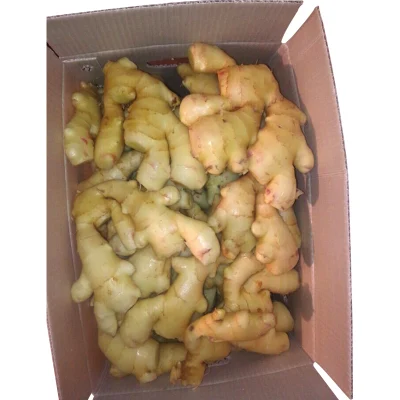 New Crop Fresh Air-Dried Ginger Organic From China EU Standard Brc